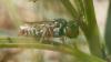 Coelioxys brevis